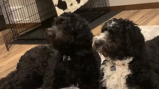 Kevin and Betty Lou ~ When a family loves their first Bernedoodle so much they get another!
